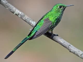 BIRDING IN CUSCO gallery