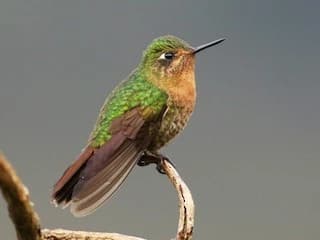 BIRDING IN CUSCO gallery