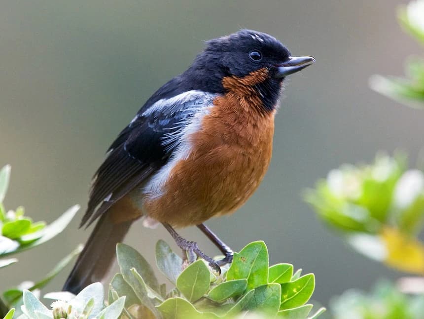 BIRDING IN CUSCO gallery