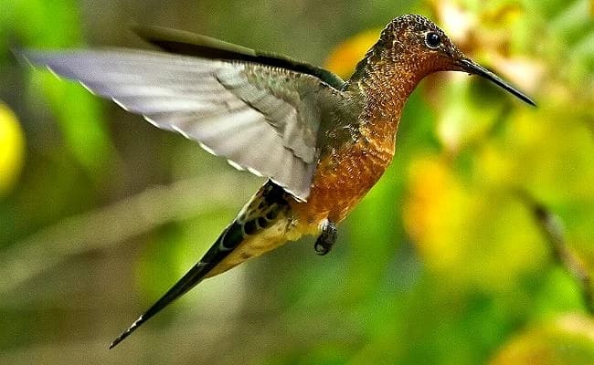 BIRDING IN CUSCO gallery