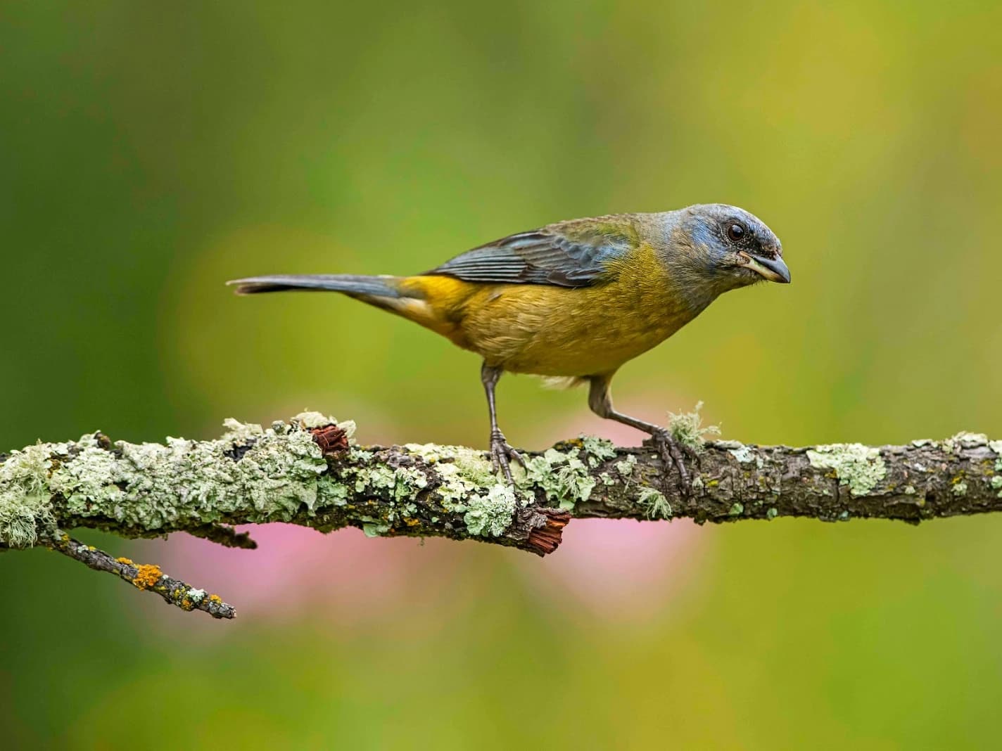 BIRDING MANU NATIONAL PARK ROAD 7D/6N gallery