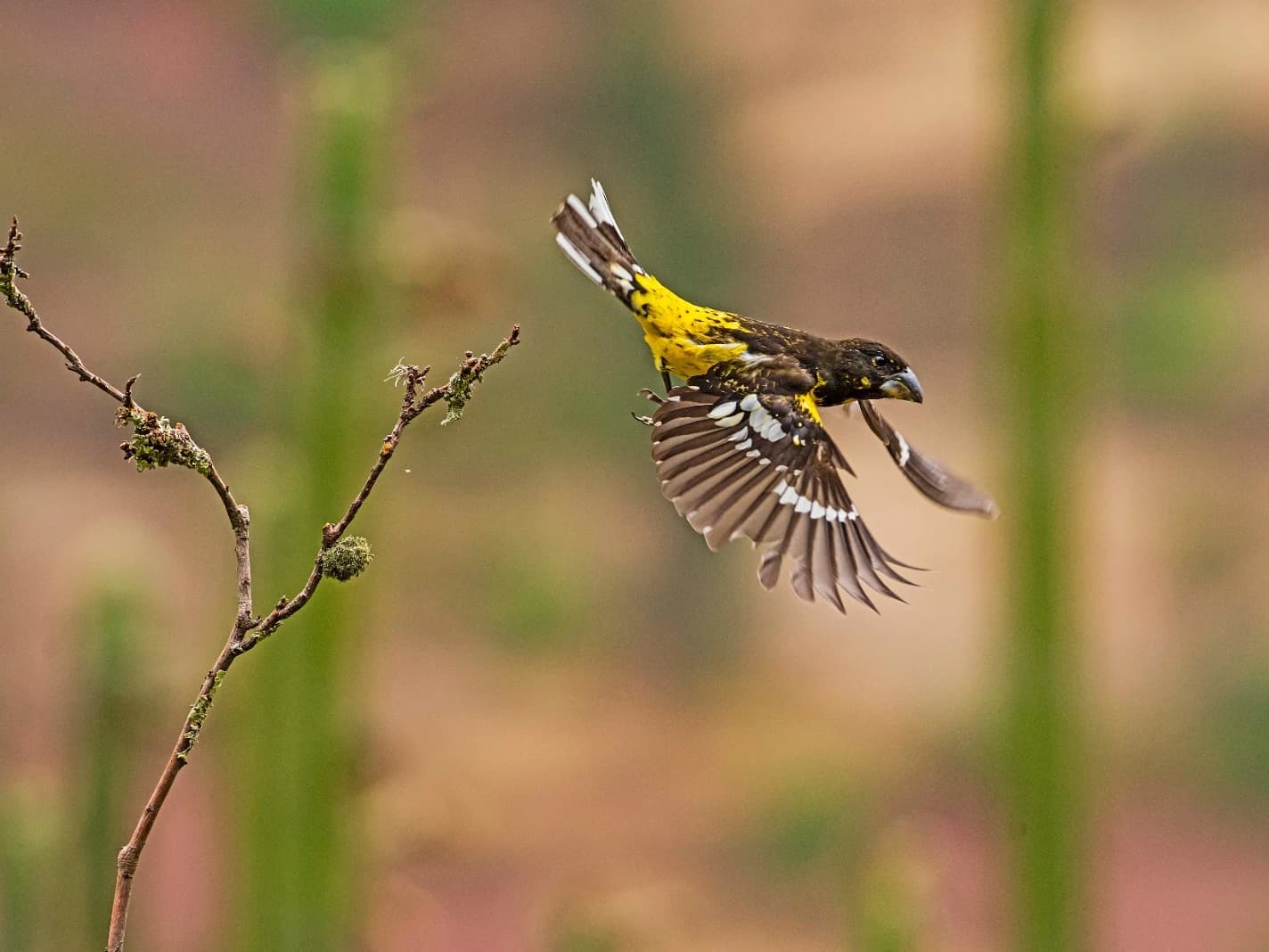 BIRDING MANU NATIONAL PARK ROAD 7D/6N gallery