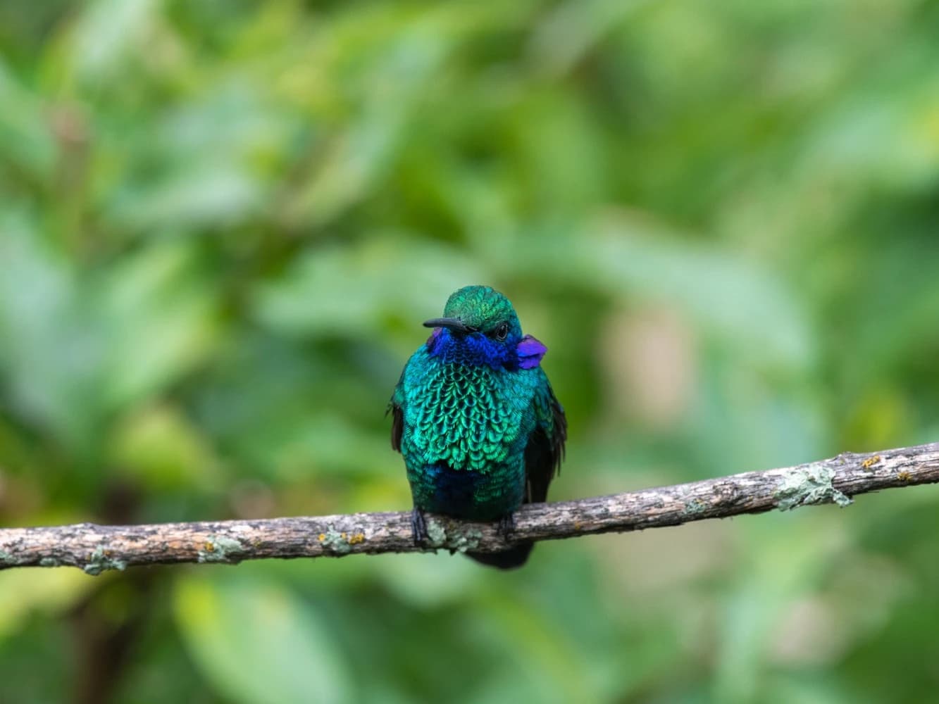 BIRDING MANU NATIONAL PARK ROAD 7D/6N gallery
