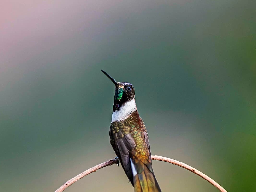 BIRDING MANU NATIONAL PARK ROAD 7D/6N gallery
