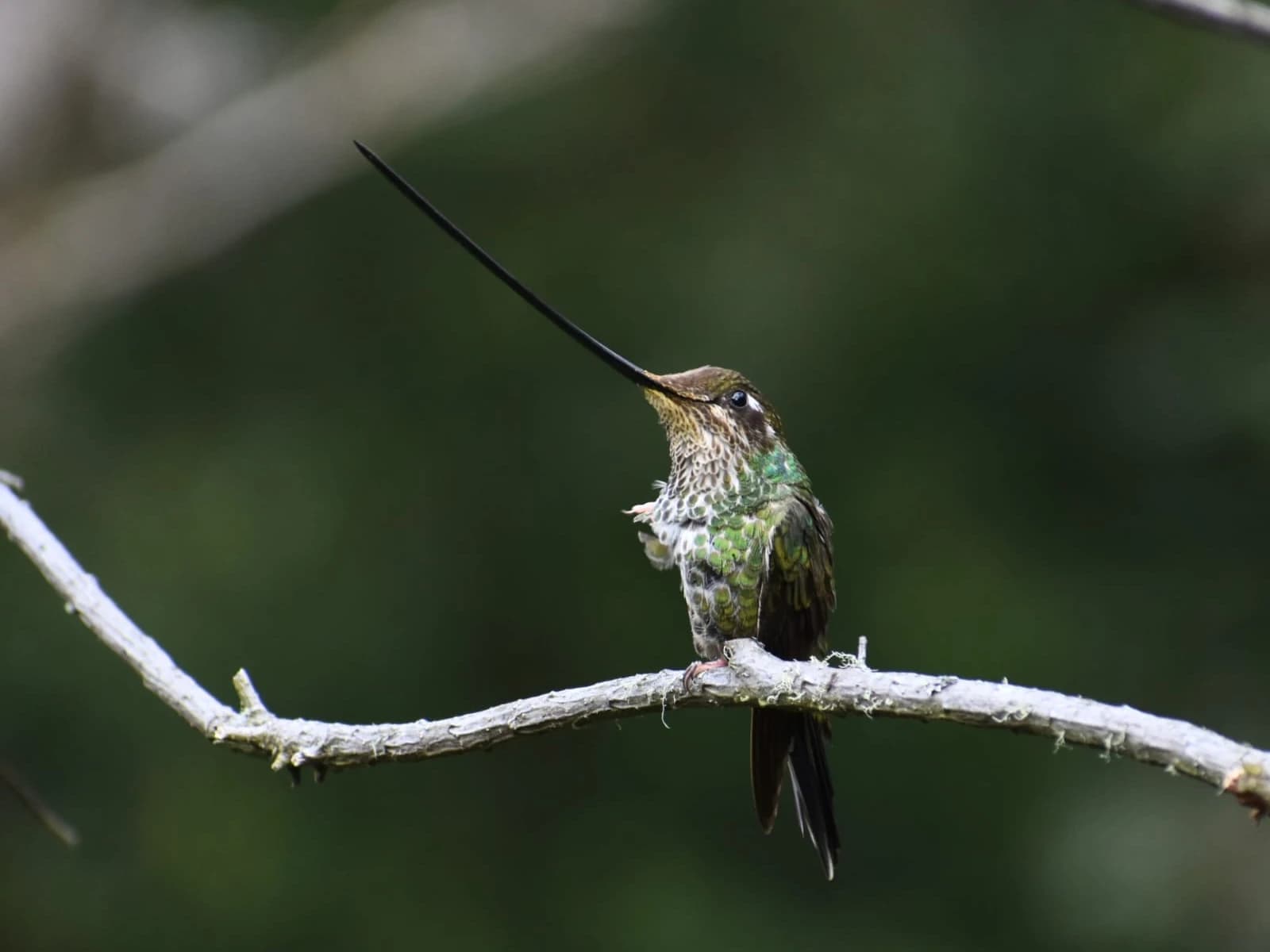 BIRDING MANU NATIONAL PARK ROAD 7D/6N