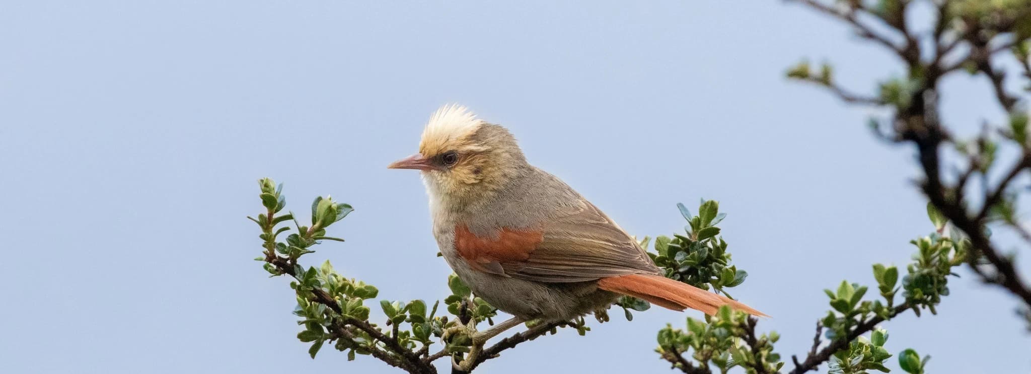 BIRDING IN THE SACRED VALLEY