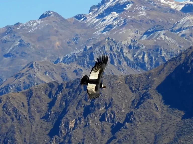 CAÑÓN DEL COLCA FULL DAY