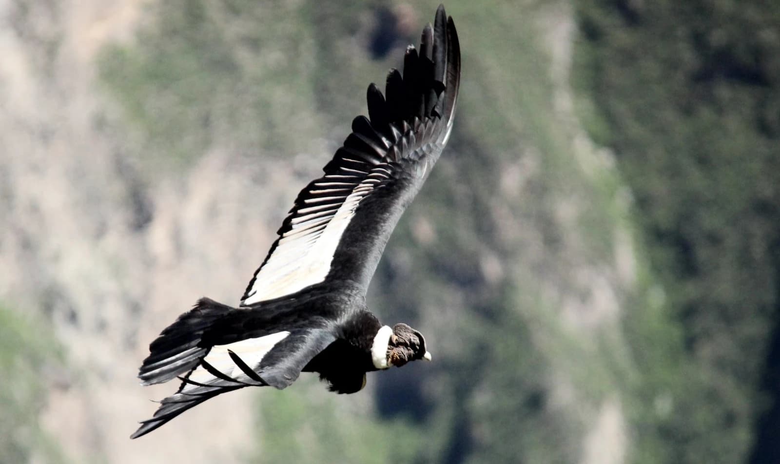 FLIGHT OF THE CONDOR gallery