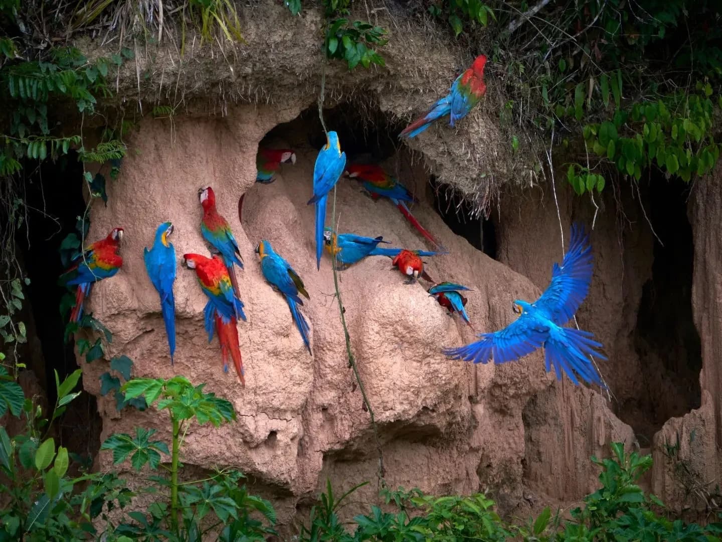 MACAW CLICK 2D/1N gallery