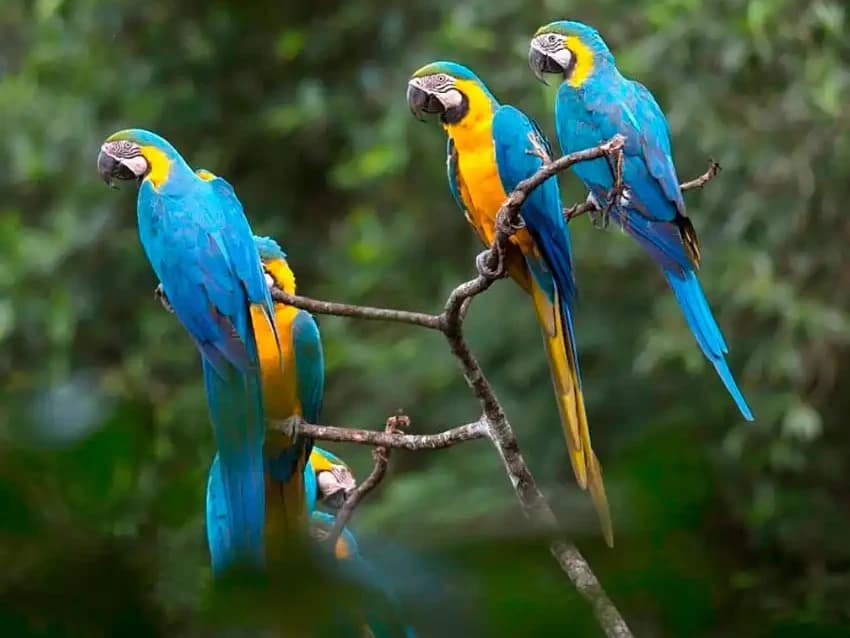 MACAW CLICK AND LAKE SANDOVAL 4D/3N gallery
