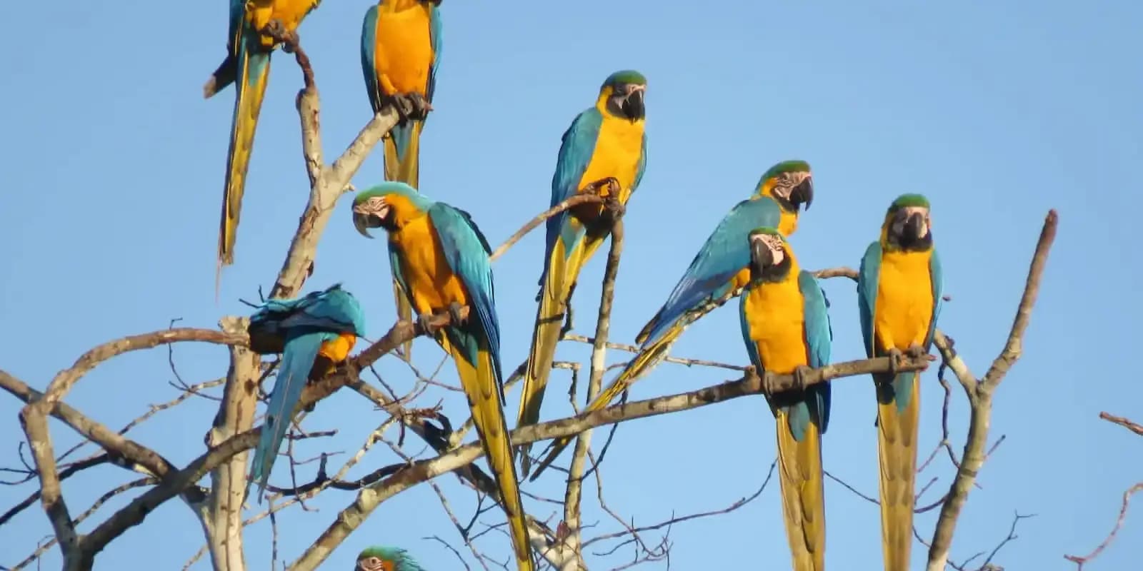 MACAW CLICK AND LAKE SANDOVAL 5D/4N