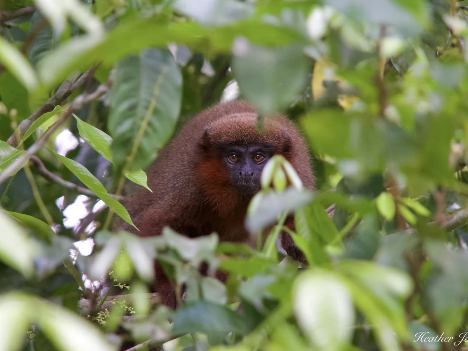 TAMBOPATA 3D/2N gallery