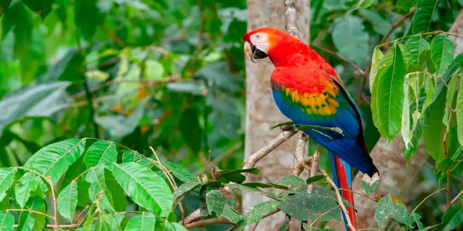 TAMBOPATA 4D/3N