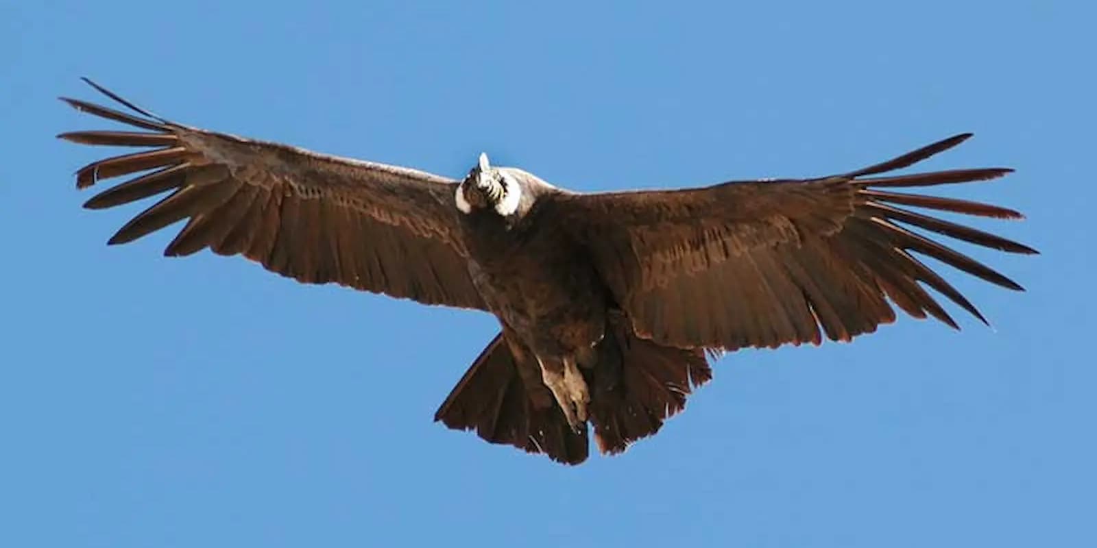 VUELO DEL CONDOR — imagen temporal