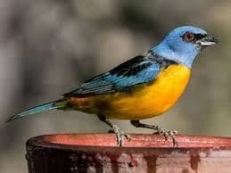 OBSERVACION DE AVES CUSCO gallery