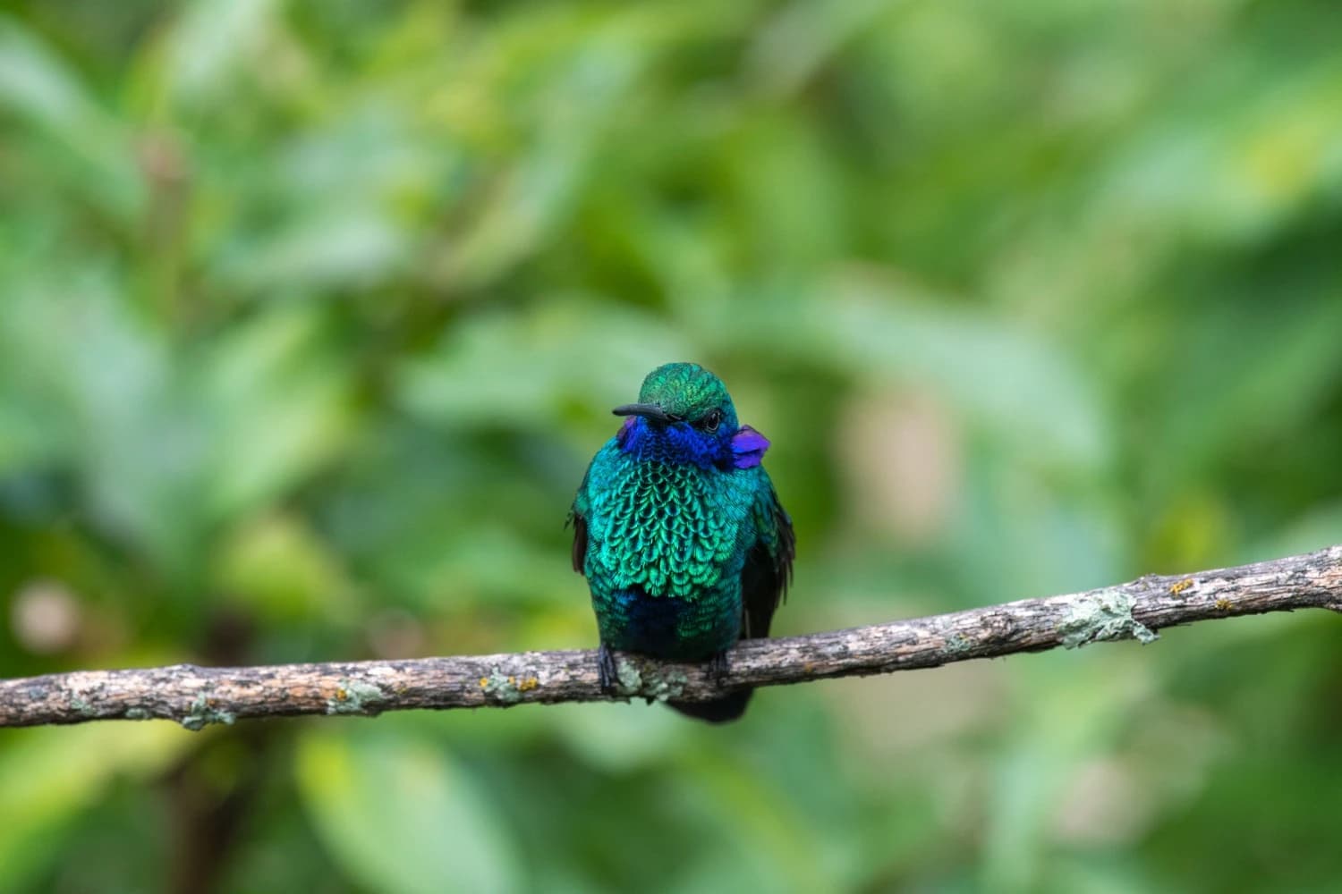 OBSERVACION DE AVES CUSCO gallery