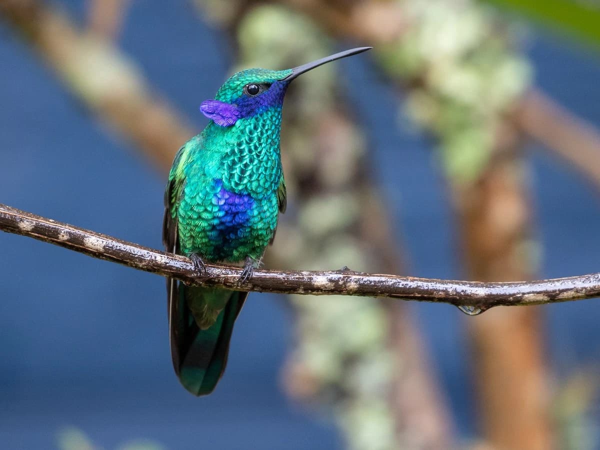 OBSERVACIÓN DE AVES VALLE SAGRADO gallery