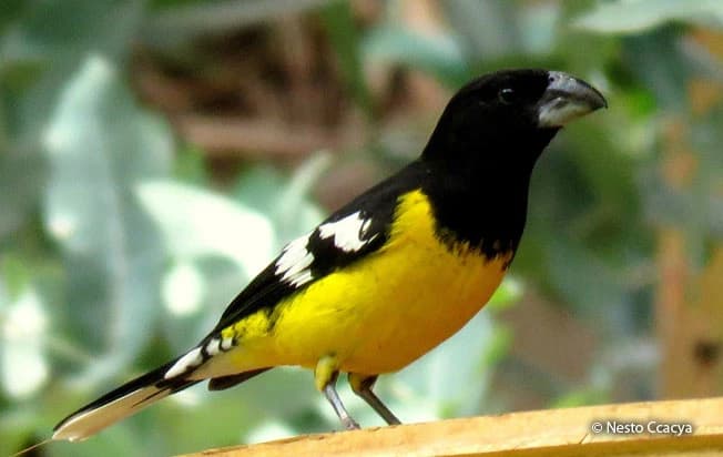 OBSERVACIÓN DE AVES VALLE SAGRADO gallery