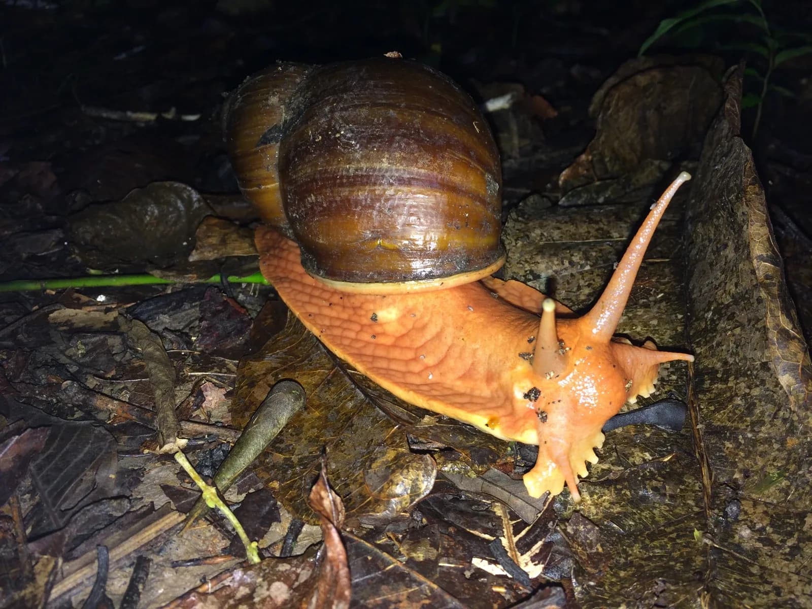 MANU BIOSFERA EXCLUSIVO 4D/3N