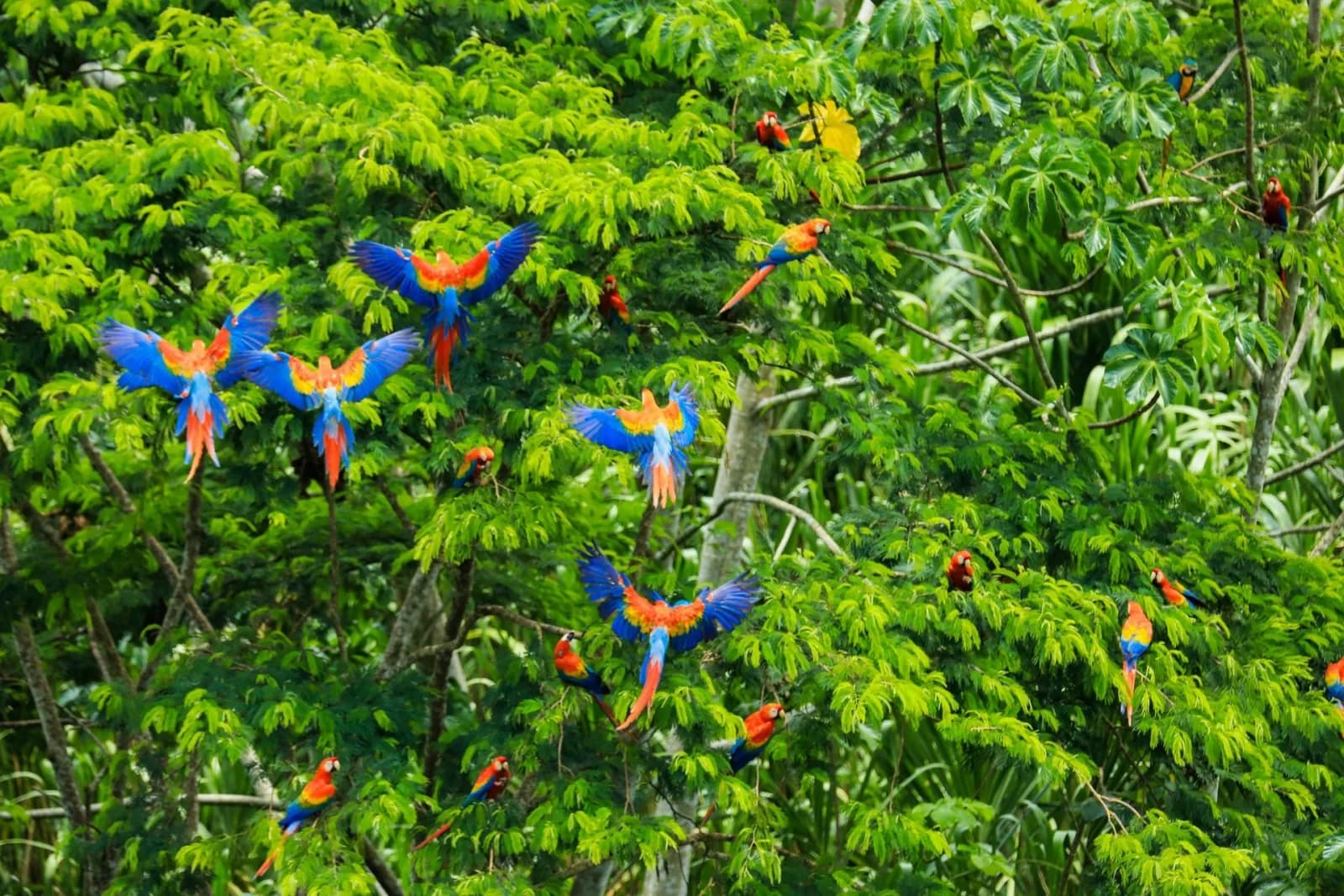 Observación de Aves Centro del Perú 17D/16N