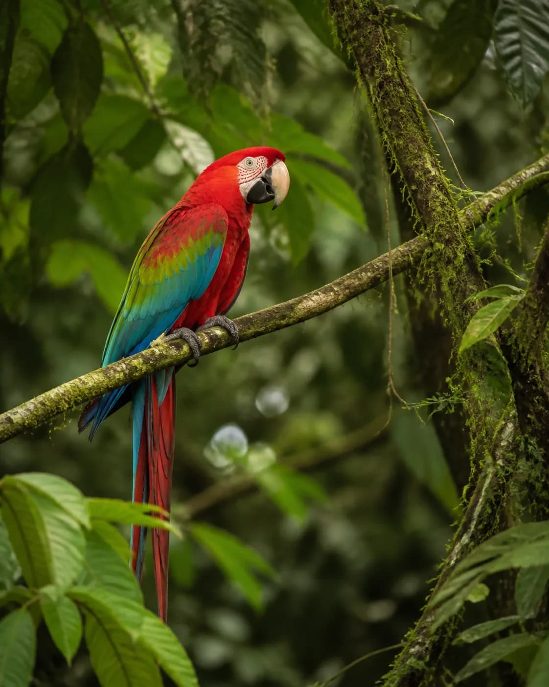 Scarlet macaw in Manu rainforest