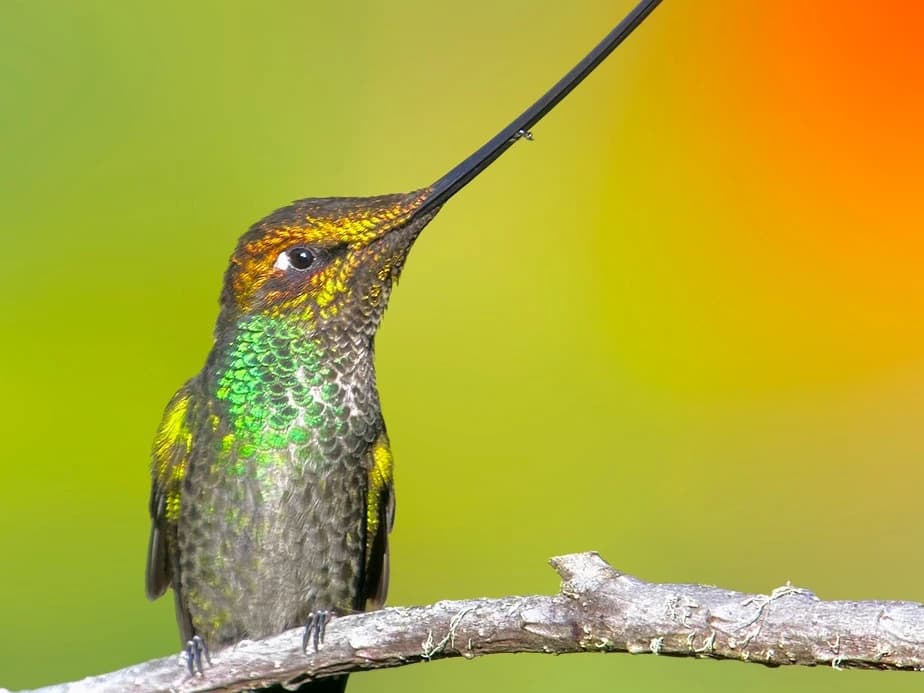 BIRDING CLOUD FOREST MANU NATIONAL PARK 4D/3N gallery