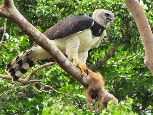 BIRDING CLOUD FOREST MANU NATIONAL PARK 4D/3N