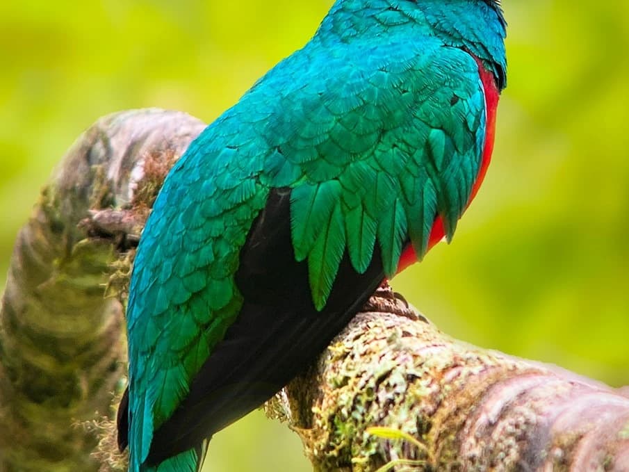 BIRDING CUSCO, MACHU PICCHU AND MANU NATIONAL PARK ROAD 12D/11N gallery