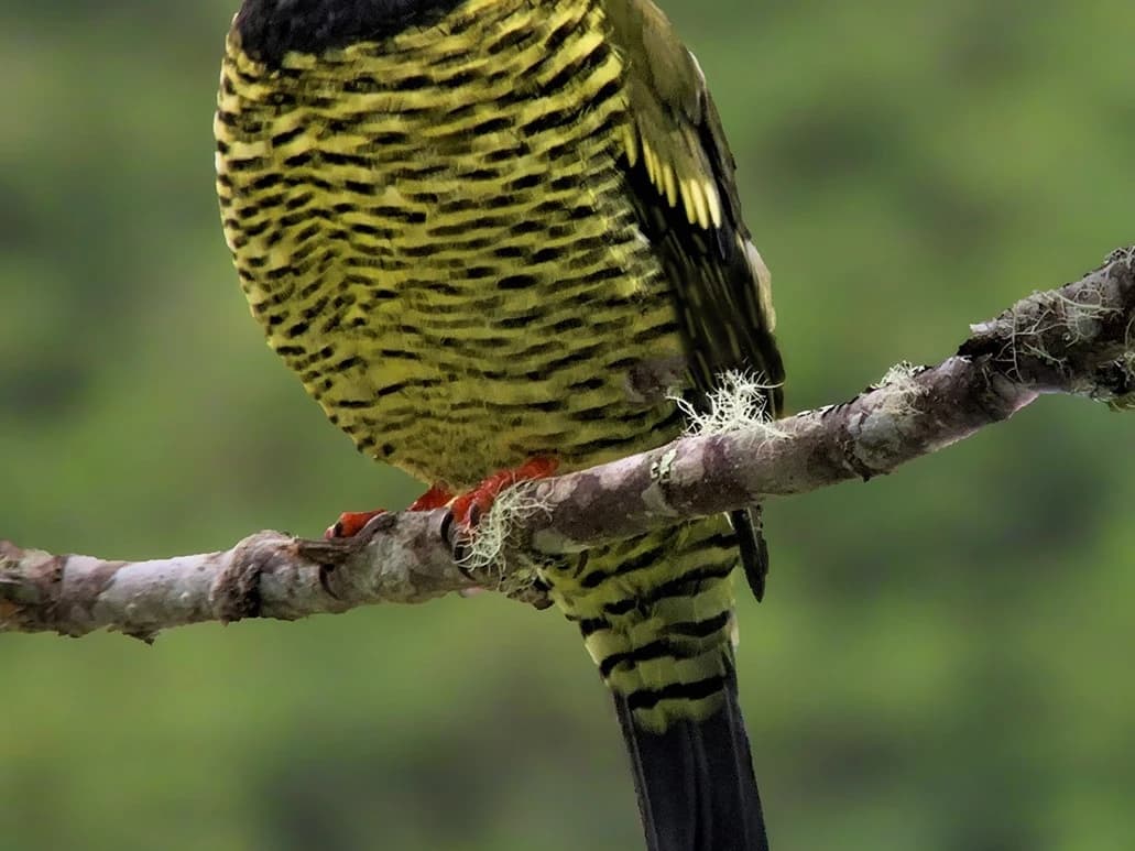 BIRDING CUSCO, MACHU PICCHU AND MANU NATIONAL PARK ROAD 12D/11N gallery