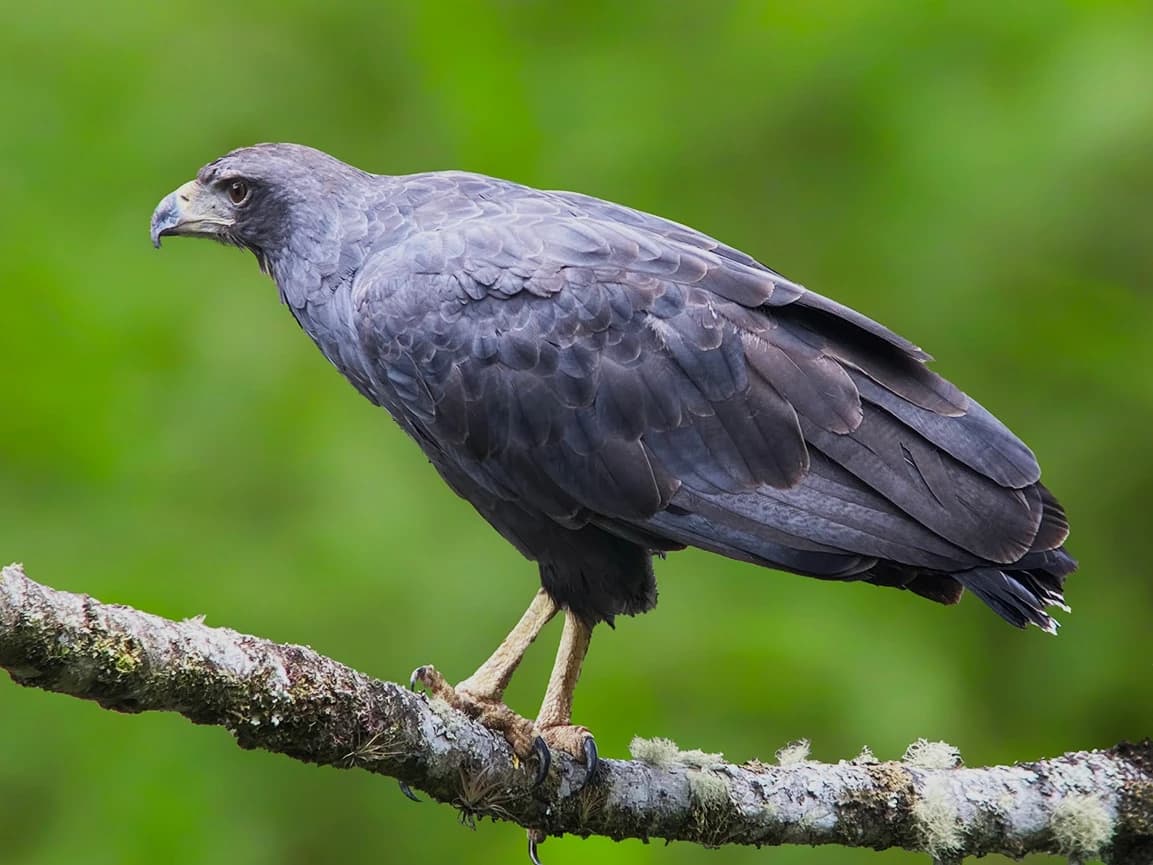 BIRDING CUSCO, MACHU PICCHU AND MANU NATIONAL PARK ROAD 12D/11N gallery