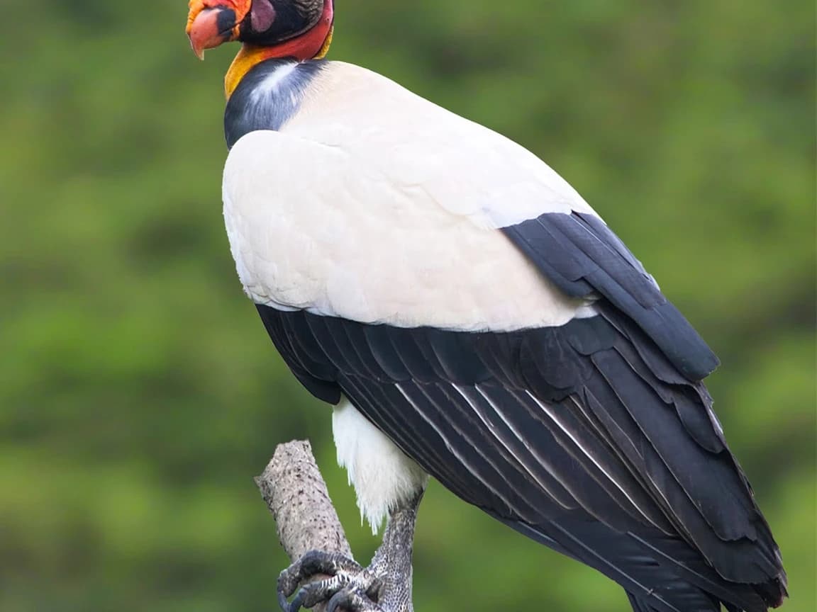 BIRDING CUSCO, MACHU PICCHU AND MANU NATIONAL PARK ROAD 12D/11N
