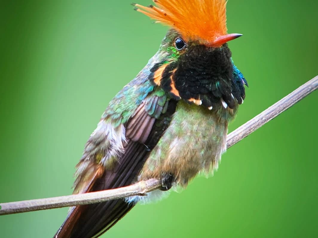 BIRDING MANU WAYQUECHA - CLOUD FOREST 4D/3N gallery