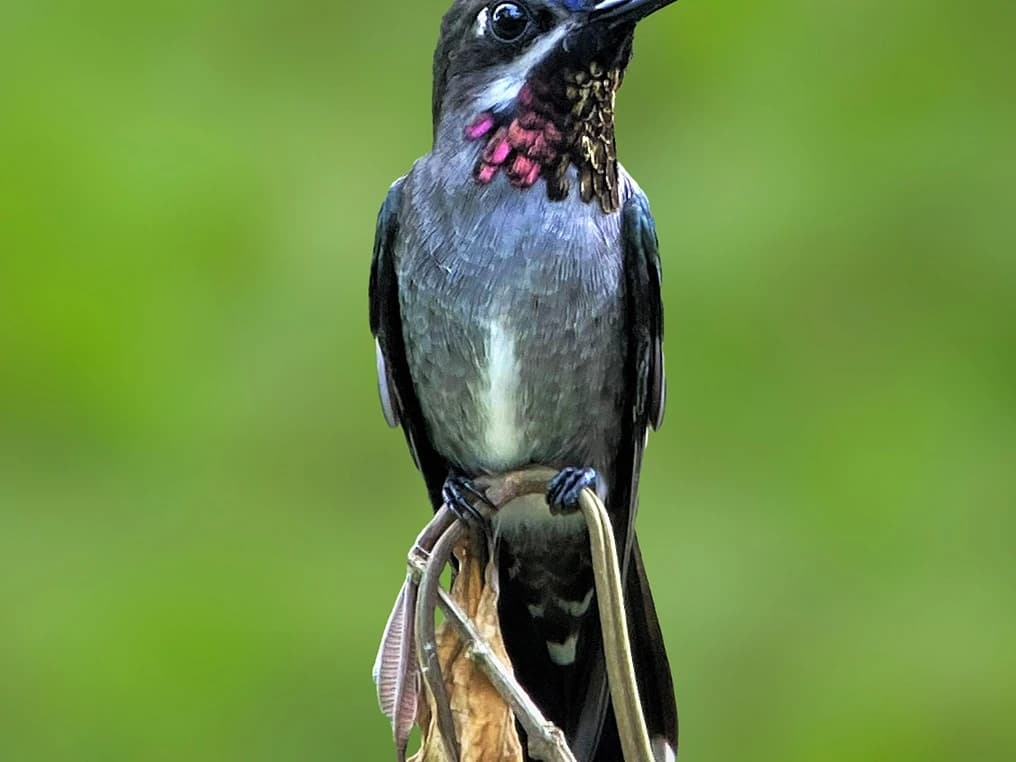 BIRDING MANU WAYQUECHA - CLOUD FOREST 4D/3N gallery