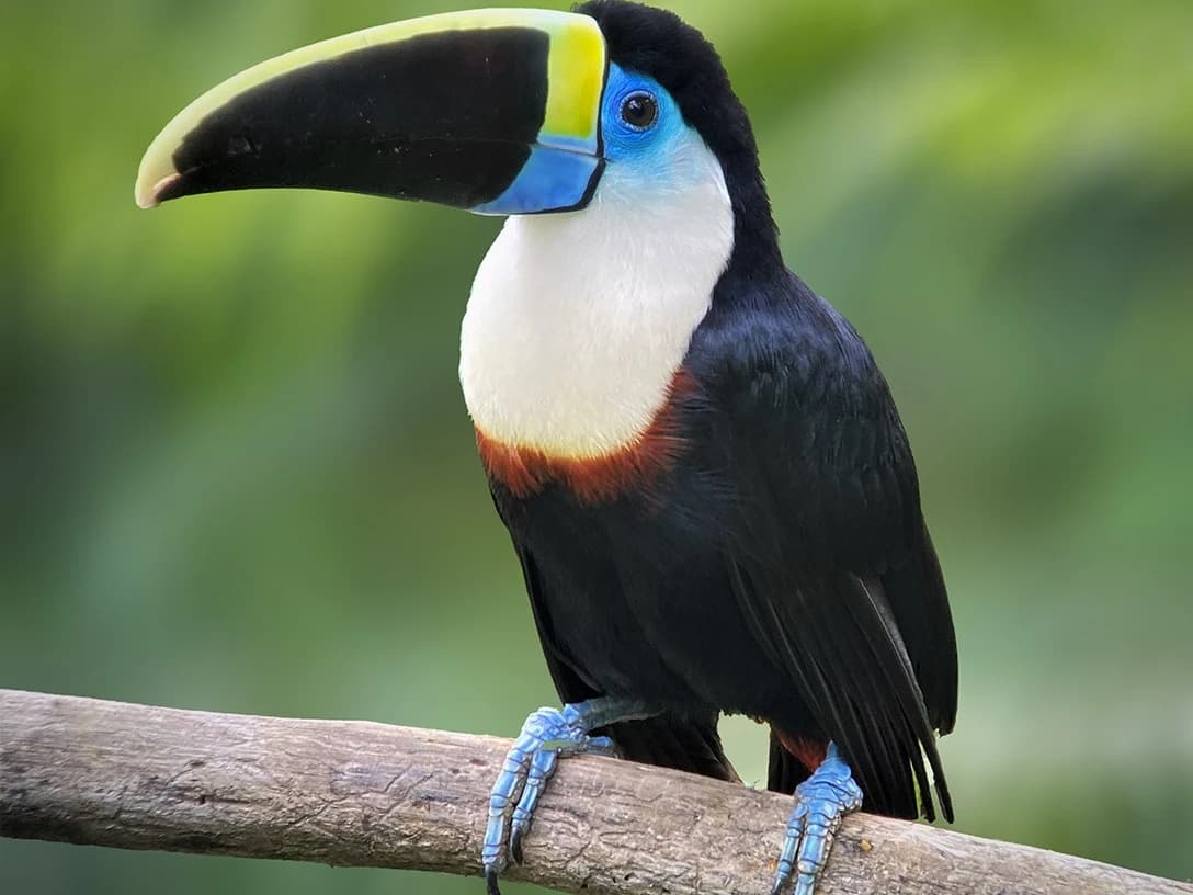 BIRDING MANU WAYQUECHA - CLOUD FOREST 4D/3N gallery