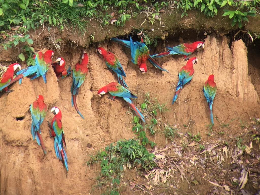 MANU NATIONAL PARK BIODIVERSITY 7 DAYS gallery