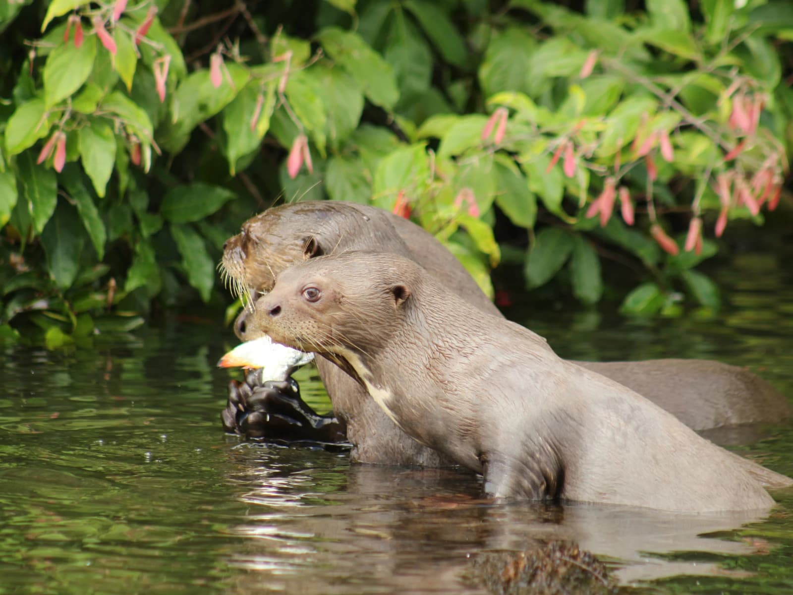 MANU NATIONAL PARK BIODIVERSITY 7 DAYS gallery
