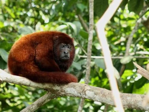 MANU PARK TOUR DORADO RAIN FOREST LODGE 5 DAYS gallery