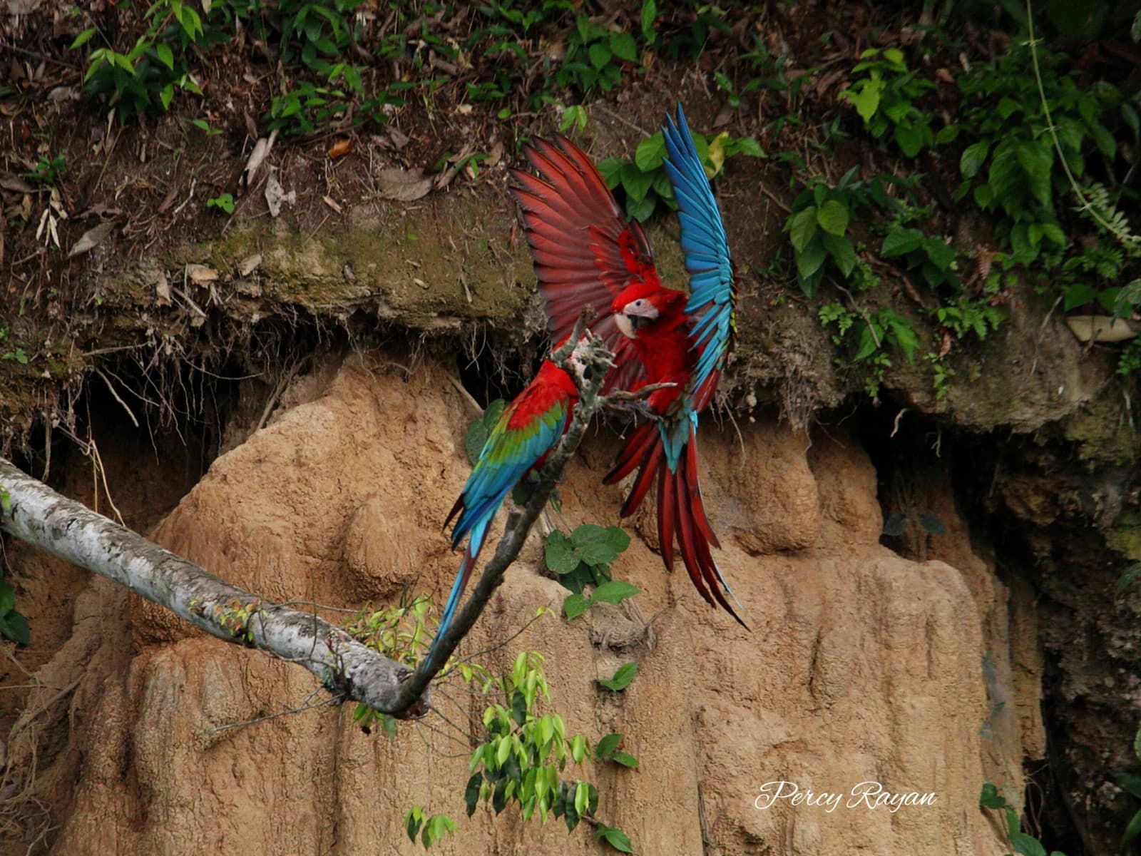MANU RESERVED AREA MACAW COLLPA 5D/4N BUS-FLIGHT gallery