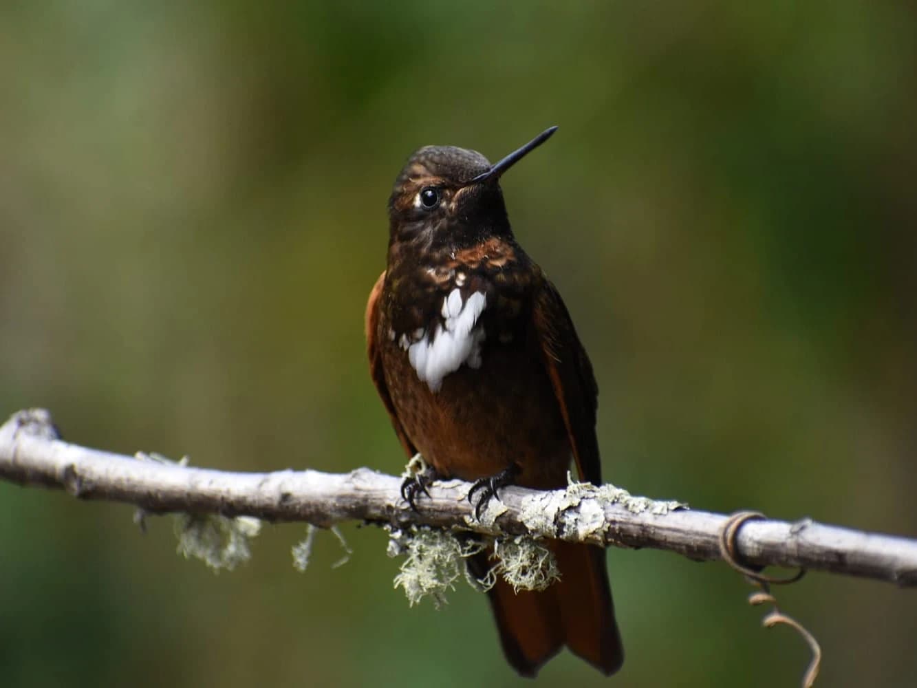 OBSERVACION DE AVES EN EL PARQUE NACIONAL DE MANU 7D/6N gallery