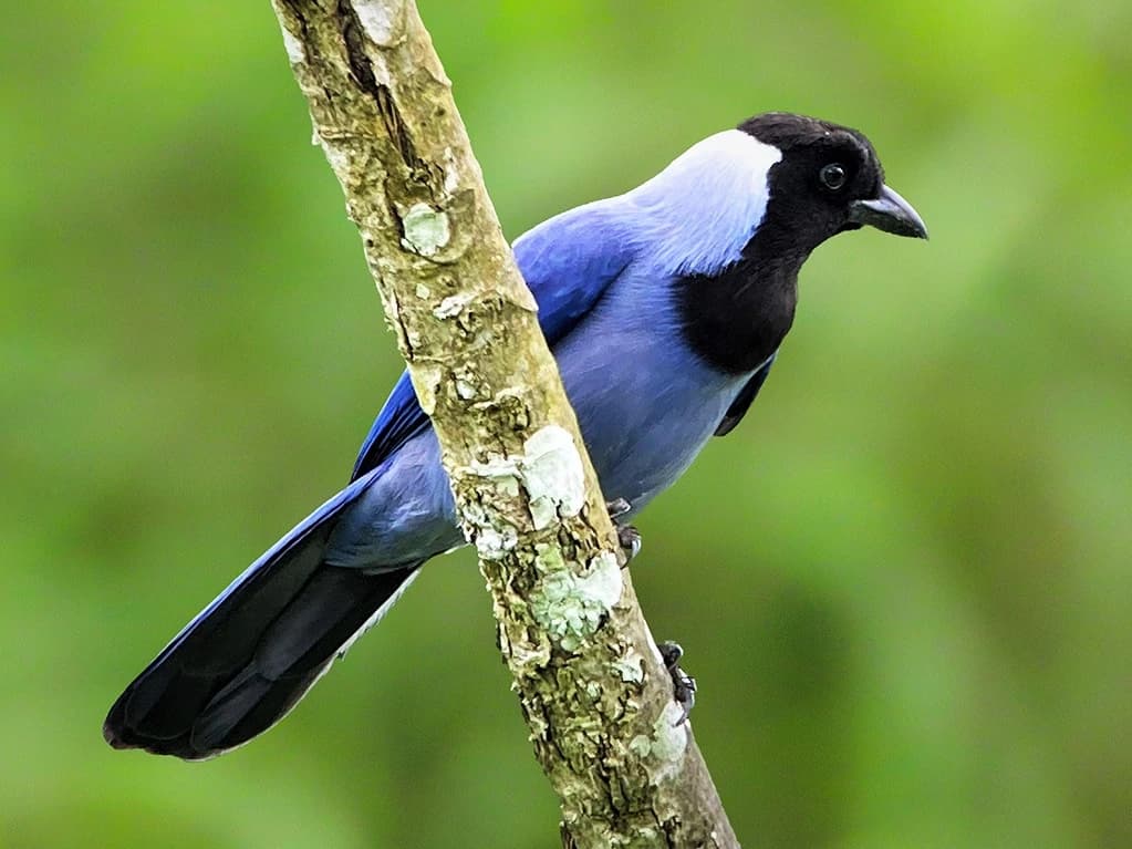 OBSERVACION DE AVES MANU WAYQUECHA Y BOSQUE NUBLADO 4D/3N gallery