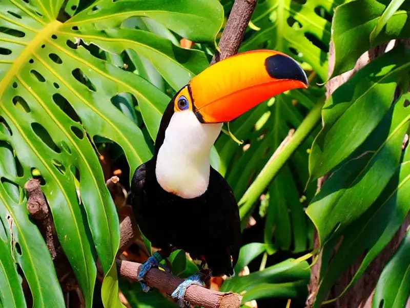 TOUR TAMBOPATA 2D/1N gallery