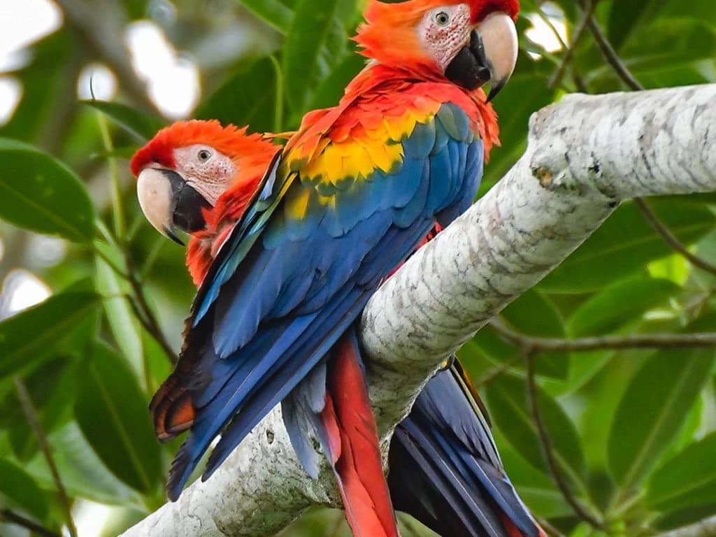 TOUR TAMBOPATA 3D/2N gallery