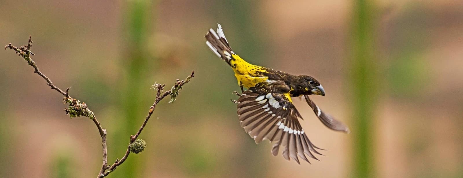 BIRDING IN CUSCO