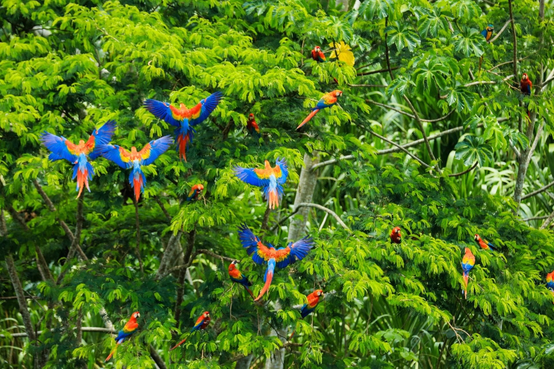 Observacion de aves Centro del peru 17 D