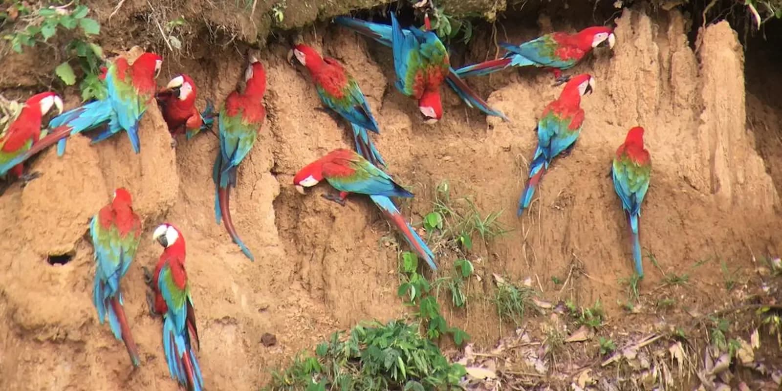 MACAW CLICK 2D/1N