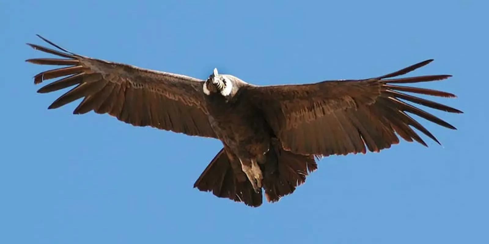 FLIGHT OF THE CONDOR