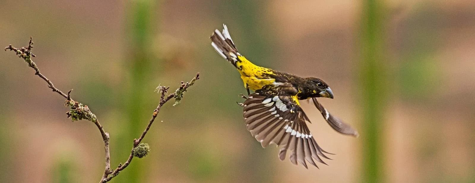 BIRDING IN CUSCO