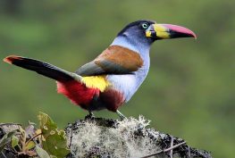 Gray-breasted Mountain-Toucan
